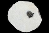 Bumpy Acanthopyge (Lobopyge) Trilobite #92942-5